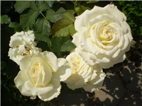 f529ee27-Picture 4871.jpg